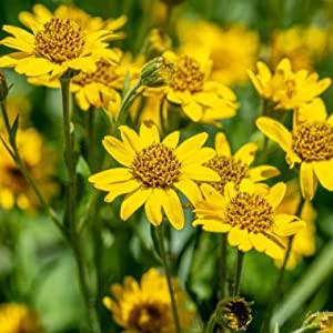 Arnica Balsamica
